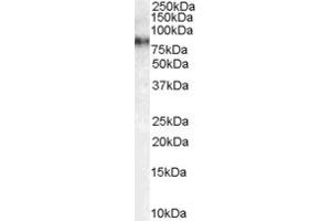 Western Blotting (WB) image for anti-Mitogen-Activated Protein Kinase Kinase Kinase 7 (MAP3K7) (AA 525-537) antibody (ABIN291940) (MAP3K7 抗体  (AA 525-537))