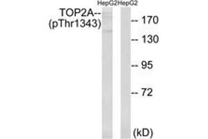 Western blot analysis of extracts from HepG2 cells treated with Ca2+ 40nM 30', using TOP2A (Phospho-Thr1343) Antibody. (Topoisomerase II alpha 抗体  (pThr1343))