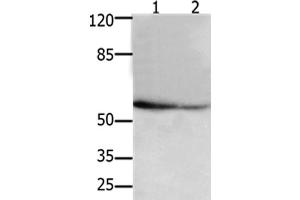 Western Blot analysis of 293T and hela cel using API5 Polyclonal Antibody at dilution of 1:250 (Apoptosis Inhibitor 5 抗体)