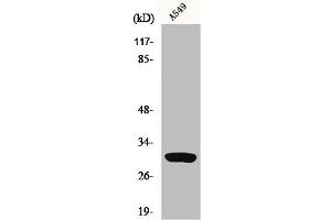 Western Blot analysis of A549 cells using Inhibin β-C Polyclonal Antibody (INHBC 抗体  (Internal Region))