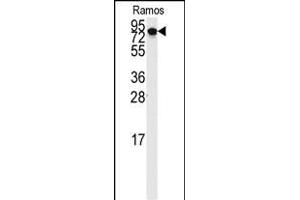 Western blot analysis of anti-DLG7 Antibody (N-term) (ABIN389311 and ABIN2839432) in Ramos cell line lysates (35 μg/lane). (DLGAP5 抗体  (N-Term))