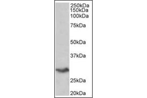 Staining of Human Spleen lysate (35µg protein in RIPA buffer) using VTCN1 antibody at 0. (VTCN1 抗体  (Internal Region))