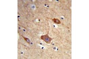 Formalin-fixed and paraffin-embedded human brain tissue reacted with NXPH1 Antibody (N-term) followed which was peroxidase-conjugated to the secondary antibody, followed by DAB staining. (Neurexophilin 1 抗体  (N-Term))