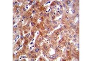 Immunohistochemistry (IHC) image for anti-Cytochrome P450, Family 1, Subfamily A, Polypeptide 2 (CYP1A2) (AA 255-282) antibody (ABIN3030672)