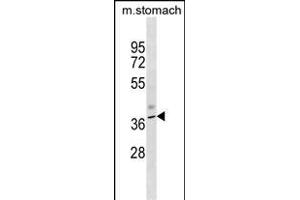 Mouse Kcnj11 Antibody (N-term) (ABIN1538879 and ABIN2850075) western blot analysis in mouse stomach tissue lysates (35 μg/lane). (KCNJ11 抗体  (N-Term))