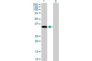 Western Blot analysis of HOXD1 expression in transfected 293T cell line by HOXD1 MaxPab polyclonal antibody. (HOXD1 抗体  (AA 1-328))