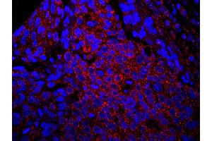 Immunofluorescence (IF) image for anti-Insulin Receptor Substrate 1 (IRS1) (AA 1192-1242) antibody (ABIN7448979) (IRS1 抗体  (AA 1192-1242))