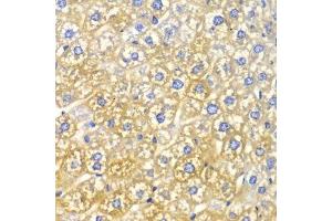 Immunohistochemistry of paraffin-embedded mouse liver using FASN Antibody. (Fatty Acid Synthase 抗体  (AA 2212-2511))