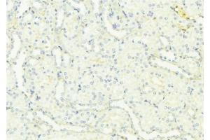 ABIN6276955 at 1/100 staining Mouse kidney tissue by IHC-P. (Uromodulin 抗体  (C-Term))