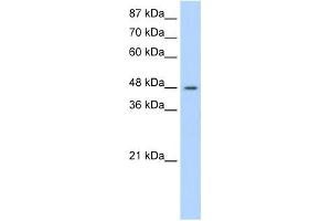 SURF6 antibody used at 1. (SURF6 抗体  (N-Term))