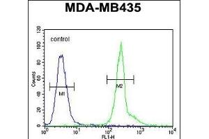 KPRA Antibody (N-term) (ABIN654357 and ABIN2844121) flow cytometric analysis of MDA-M cells (right histogram) compared to a negative control cell (left histogram). (PRPSAP1 抗体  (N-Term))