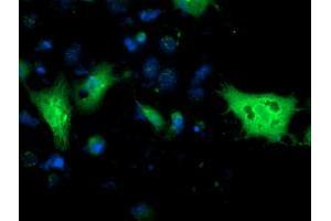 Anti-MGLL mouse monoclonal antibody (ABIN2454597) immunofluorescent staining of COS7 cells transiently transfected by pCMV6-ENTRY MGLL (RC218358). (MGLL 抗体)