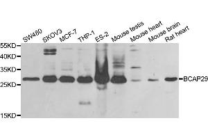 Western blot analysis of extracts of various cell lines, using BCAP29 antibody (ABIN5973749) at 1/1000 dilution. (BCAP29 抗体)