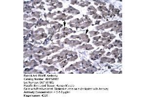 Human Muscle (PAWR 抗体  (Middle Region))