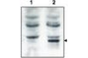 Image no. 1 for anti-GRP1 (General Receptor For phosphoinositides 1)-Associated Scaffold Protein (GRASP) (N-Term) antibody (ABIN297096) (Tamalin/GRASP 抗体  (N-Term))