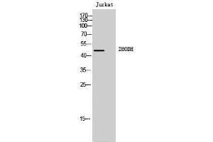 Western Blotting (WB) image for anti-Dihydroorotate Dehydrogenase (DHODH) (Internal Region) antibody (ABIN3174757) (DHODH 抗体  (Internal Region))