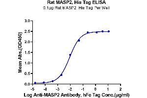 ELISA image for Mannan-Binding Lectin serine Peptidase 2 (MASP2) (AA 287-685) protein (His tag) (ABIN7275294)