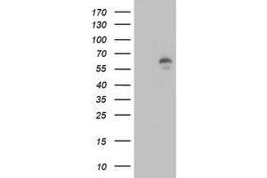 Image no. 3 for anti-Lipase, Endothelial (LIPG) antibody (ABIN1499171) (LIPG 抗体)