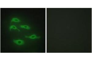 Immunofluorescence analysis of HepG2 cells, using SERC3 Antibody. (SERINC3 抗体  (AA 361-410))