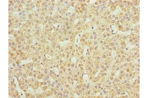 Immunohistochemistry (IHC) image for anti-Jagunal Homolog 1 (JAGN1) (AA 1-39) antibody (ABIN7165668)