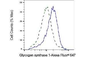 Validation of Glycogen synthase 1 knockdown using flow cytometry. (Recombinant Glycogen Synthase 1 抗体)