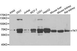 Western Blotting (WB) image for anti-Transketolase (TKT) antibody (ABIN1980330) (TKT 抗体)