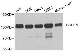 Western blot analysis of extracts of various cell lines, using CSDE1 antibody. (CDSE1 抗体  (AA 369-600))