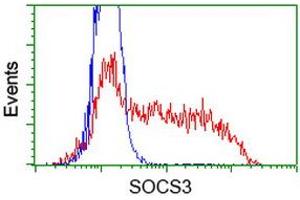 HEK293T cells transfected with either RC209305 overexpress plasmid (Red) or empty vector control plasmid (Blue) were immunostained by anti-SOCS3 antibody (ABIN2454588), and then analyzed by flow cytometry. (SOCS3 抗体)
