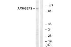 Western blot analysis of extracts from RAW264. (ARHGEF2 抗体  (AA 383-432))