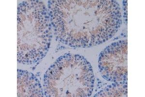 IHC-P analysis of testis tissue, with DAB staining. (CX3CL1 抗体  (AA 83-330))