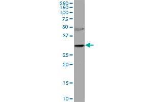 RNASEH2A MaxPab polyclonal antibody. (RNASEH2A 抗体  (AA 1-299))