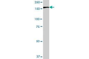 IQGAP3 MaxPab polyclonal antibody. (IQGAP3 抗体  (AA 1-1631))