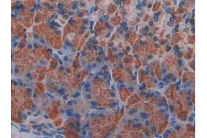 Detection of KLb in Mouse Stomach Tissue using Polyclonal Antibody to Klotho Beta (KLb) (Klotho beta 抗体  (AA 380-506))