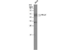 WB Image Whole cell extract (30 μg) was separated by 12% SDS-PAGE, and the membrane was blotted with PD-L1 antibody , diluted at 1:500. (PD-L1 抗体  (C-Term))