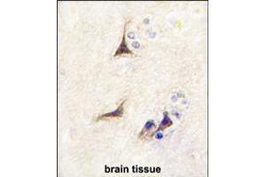 Formalin-fixed and paraffin-embedded human brain tissue reacted with NGFB antibody , which was peroxidase-conjugated to the secondary antibody, followed by DAB staining. (NGFB 抗体  (AA 84-115))