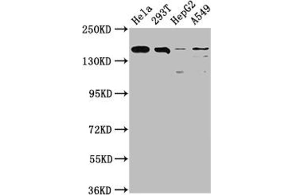 Rekombinanter BRD4 Antikörper
