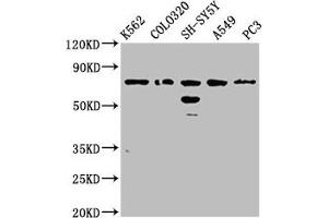 Western Blot Positive WB detected in: K562 whole cell lysate, Colo320 whole cell lysate, SH-SY5Y whole cell lysate, A549 whole cell lysate, PC-3 whole cell lysate All lanes: BRINP3 antibody at 3. (FAM5C 抗体  (AA 389-487))