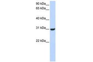 Image no. 1 for anti-Ring Finger Protein 182 (RNF182) (AA 144-193) antibody (ABIN6740825) (RNF182 抗体  (AA 144-193))