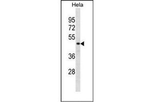 Western blot analysis of DRG1 / NEDD3 Antibody (C-term) in Hela cell line lysates (35ug/lane). (DRG1 抗体  (C-Term))