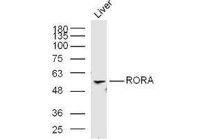 Mouse liver lysates probed with RORA Polyclonal Antibody, Unconjugated  at 1:300 in 4˚C overnight. (RORA 抗体  (AA 151-250))