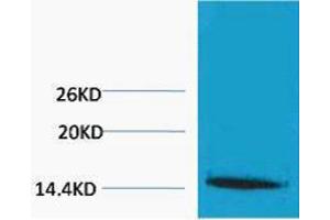 Western Blotting (WB) image for anti-Histone H1 (3meLys25) antibody (ABIN3178849) (Histone H1 抗体  (3meLys25))