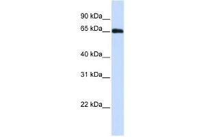 WB Suggested Anti-WDR23 Antibody Titration:  0. (DCAF11 抗体  (N-Term))