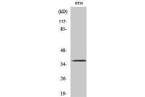 Western Blotting (WB) image for anti-Olfactory Receptor, Family 51, Subfamily B, Member 2 (OR51B2) (Internal Region) antibody (ABIN3186112) (OR51B2 抗体  (Internal Region))