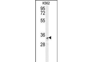 AKR1C3 Antibody (N-term) (ABIN654117 and ABIN2843995) western blot analysis in K562 cell line lysates (35 μg/lane). (AKR1C3 抗体  (N-Term))