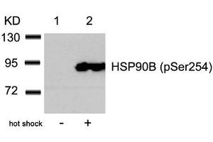 Western blot analysis of extracts from Hela cells untreated(lane 1) or treated with hot shock(lane 2) using HSP90B(Phospho-Ser254) Antibody. (HSP9AB1 (pSer254) 抗体)