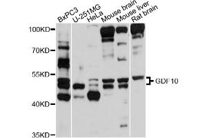 Western blot analysis of extracts of various cell lines, using GDF10 antibody (ABIN5997782) at 1/1000 dilution. (GDF10 抗体)