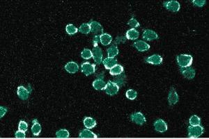 Immunofluorescent staining of mouse macrophage cells with gp91[phox] antibody. (CYBB 抗体  (AA 450-556))