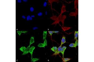 Immunocytochemistry/Immunofluorescence analysis using Mouse Anti-TASK1 Potassium Channel Monoclonal Antibody, Clone S374-48 (ABIN1741501). (KCNK3 抗体  (AA 251-411) (PE))