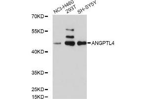 Western blot analysis of extracts of various cell lines, using ANGPTL4 antibody (ABIN5971050) at 1/1000 dilution. (ANGPTL4 抗体)