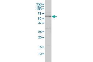 DNAJC7 monoclonal antibody (M01), clone 4G6-G3 Western Blot analysis of DNAJC7 expression in Hela . (DNAJC7 抗体  (AA 1-484))